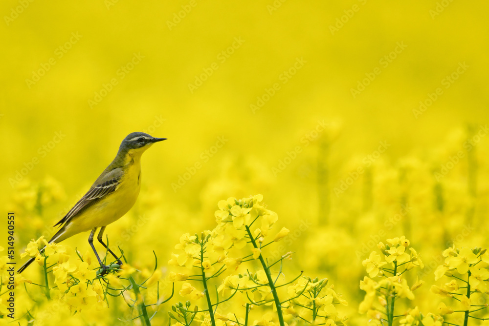 bird, robin, natur, wild lebende tiere, tier, gelb, bird, robin, natur, wild lebende tiere, tier, gelb,
