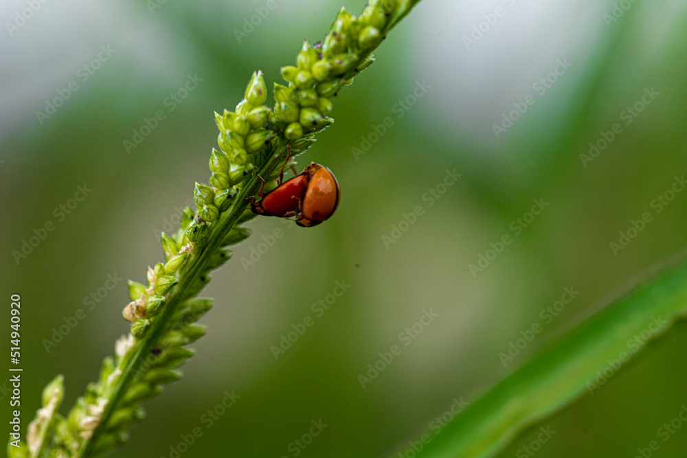 ladybird on a green leaf ladybird on a green leaf