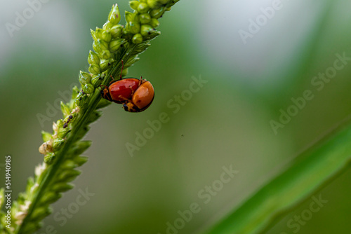 ladybird on a green leaf