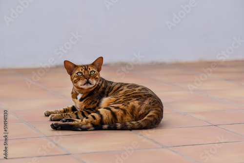 Domestic bengal cat resting on the terrace on a summer day
