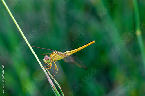 dragonfly on a leaf