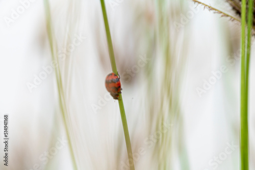 ladybug on green grass