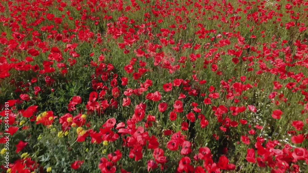 Blooming red poppy flowers in green field, top view. Aerial view of beautiful natural landscape in summertime Blooming red poppy flowers in green field, top view. Aerial view of beautiful natural landscape in summertime