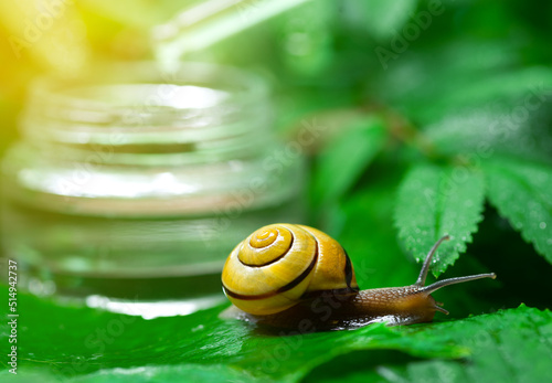 Snail near a glass jar with face serum with snail mucin on a background of green leaves. The use of snail mucus in cosmetology. Skin care and beauty concept