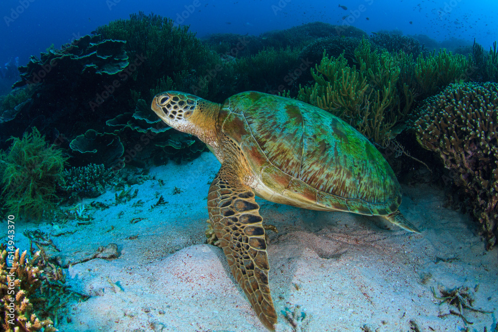 Tortuga Tortuga