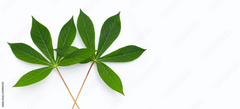 Cassava leaves on white background. Cassava leaves on white background.