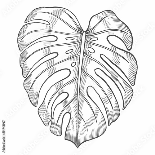 monstera tropical leaf plant isolated doodle hand drawn sketch with outline style