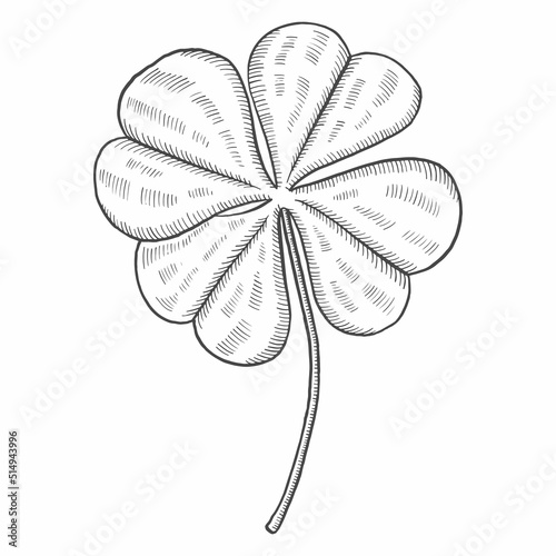 four leaf clover tropical leaf plant isolated doodle hand drawn sketch with outline style