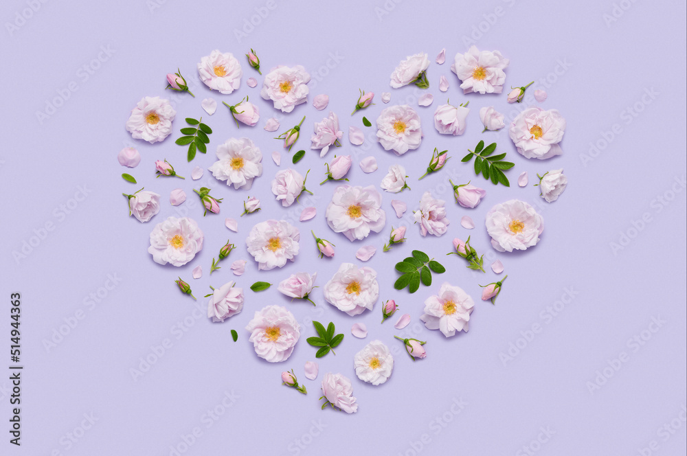 Pink blooming Celestial minden rose flowers in heart shape on pastel violet background top view flat lay