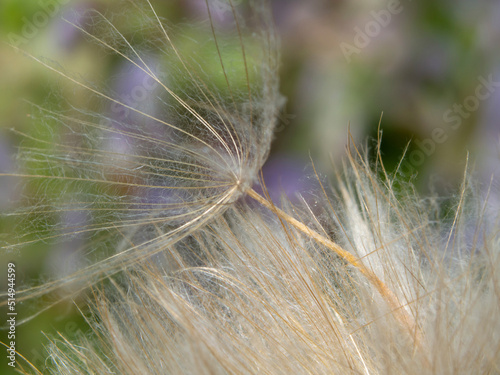 Extreme close-up of dandelion seeds  macro. Macro of dandelion seeds for use as a background  photo cards  interior decoration. Natural background