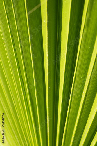 green palm leaf close up  macro surface  geometry in nature. Palm leaf texture background. Pattern