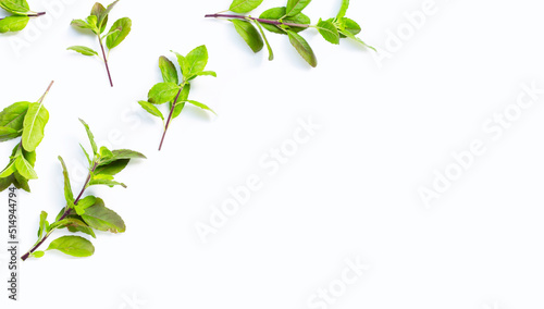 Holy basil leaves on white background. Top view