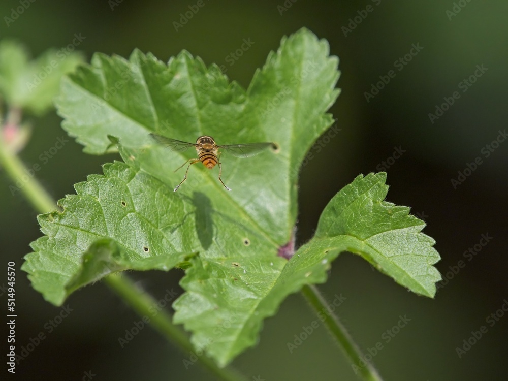 A hover fly (Syrphidae) landing on a green leaf A hover fly (Syrphidae) landing on a green leaf