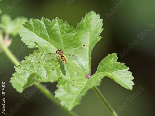 A hover fly (Syrphidae) landing on a green leaf