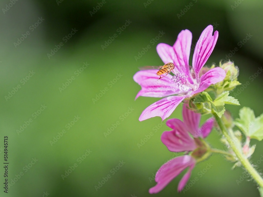 A hover fly (Syrphidae) landing on a purple flower A hover fly (Syrphidae) landing on a purple flower