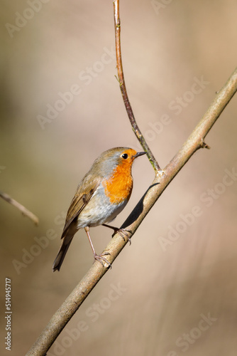 European robin (Erithacus rubecula) sitting in a bush in spring in the nature protection area Mönchbruch near Frankfurt, Germany.