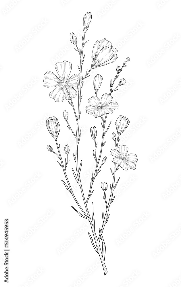 Hand-drawn flax flower illustration. Botanical illustration of spring blooming. Elegant floral drawing for wedding, card, cover or brand design