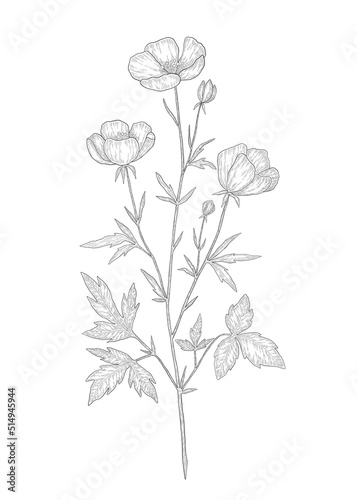 Hand-drawn buttercup flower illustration. Botanical illustration of summer meadow wildflower. Elegant floral drawing for wedding, card, cover or brand design
