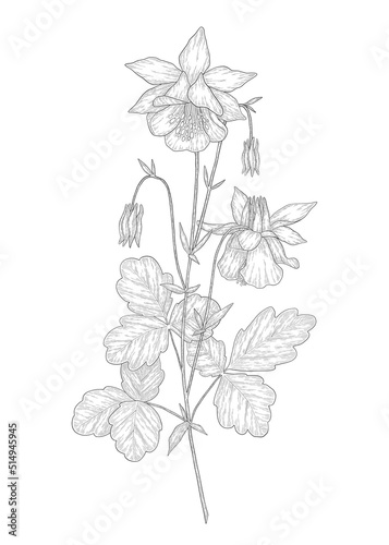 Tableau sur toile Hand-drawn columbine flower illustration