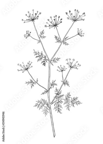 Hand-drawn cow parsley flower illustration. Botanical illustration of summer wildflower. Elegant floral drawing for wedding, card, cover or brand design