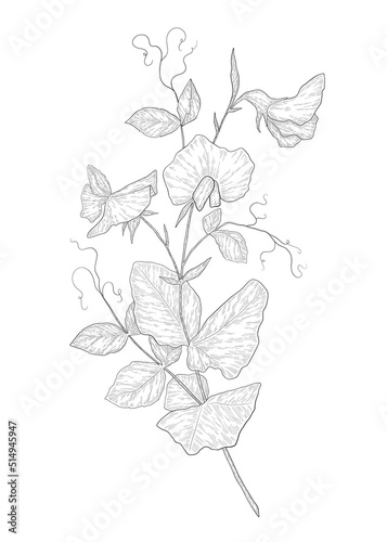Hand-drawn sweet pea flower illustration. Botanical illustration of summer wildflower. Elegant floral drawing for wedding, card, cover or brand design