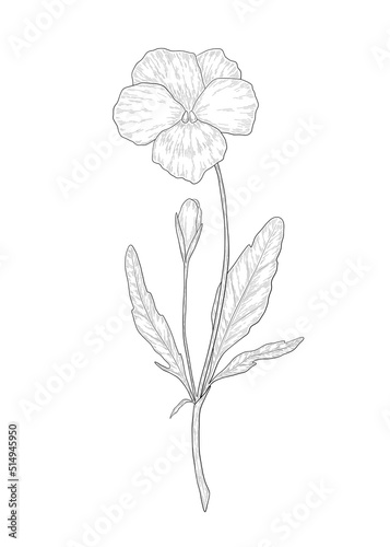 Hand-drawn Wild Pansy flower illustration. Botanical illustration of summer viola tricolor wildflower. Elegant floral drawing for wedding, card, cover or brand design photo