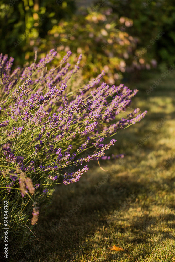 Obraz premium Beautiful purple lavender bush. Nature backgrounds.