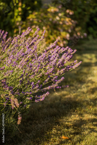 Beautiful purple lavender bush. Nature backgrounds.