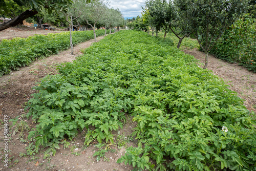 Terra de horta com a plantação de batateiras que posteriormente sairão as batatas photo