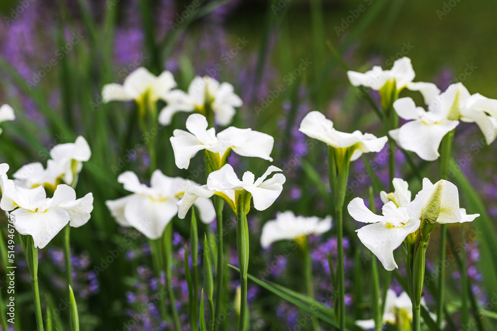 White Siberian Iris Gull's Wing in flower White Siberian Iris Gull's Wing in flower