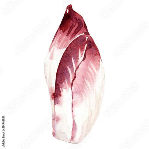Принти на полотні Watercolor hand drawn belgian endive