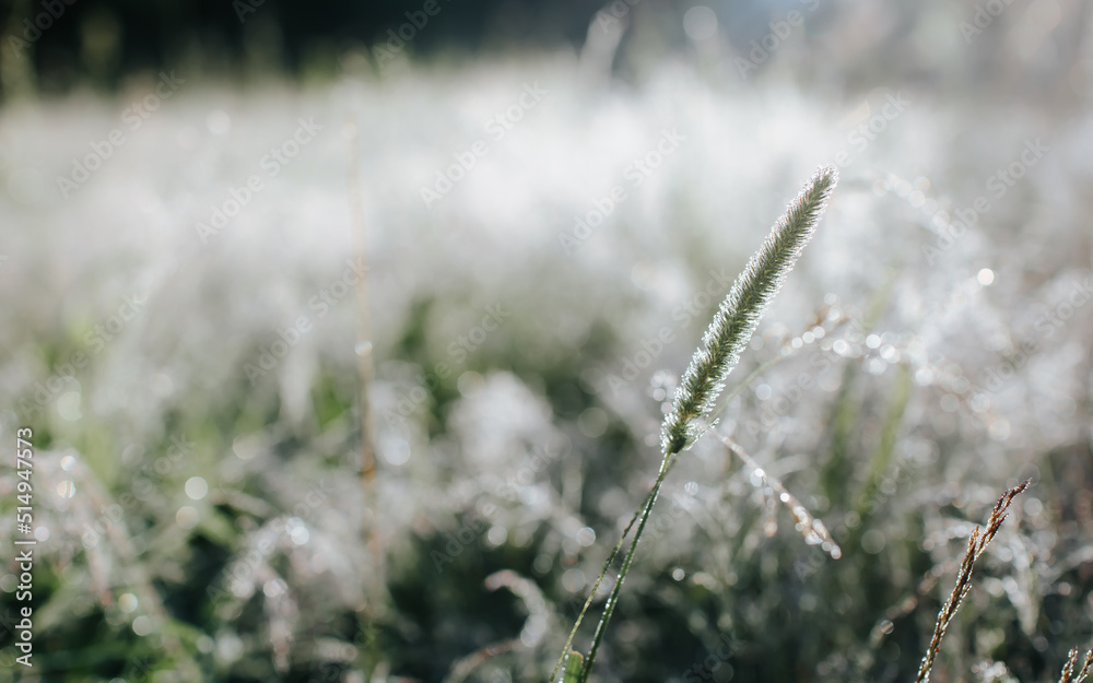 Dew on green grass in morning outdoors, close-up. Selective soft focus on spikelet, copy space Dew on green grass in morning outdoors, close-up. Selective soft focus on spikelet, copy space