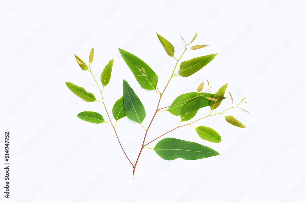 Fototapeta premium Eucalyptus leaves on white background.