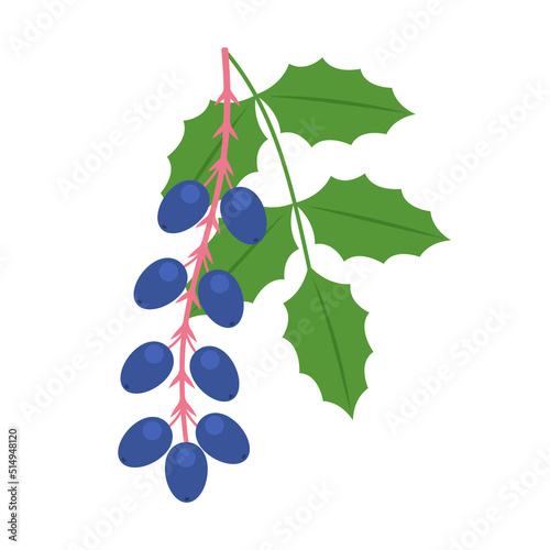 Oregon grape branch icon isolated on white background. Mahonia aquifolium or holly-leaved barberry native to western North America. Vector berries illustration in flat style.