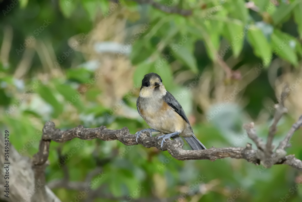 ヤマガラの幼鳥 ヤマガラの幼鳥