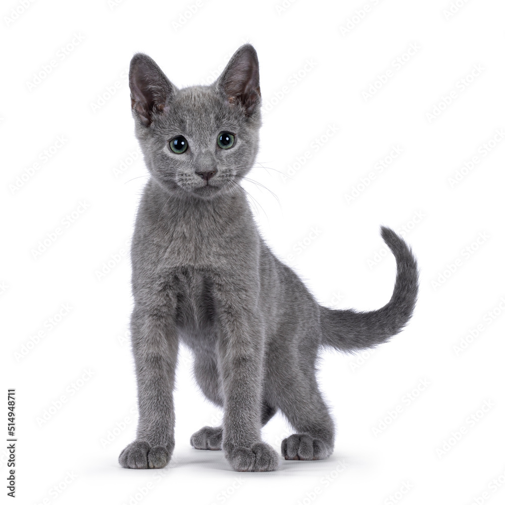 Adorable Russian Blue cat kitten, standing facing front. Looking beside camera with fantastic green eyes. Isolated on a white background.