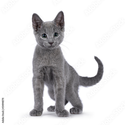 Adorable Russian Blue cat kitten, standing facing front. Looking beside camera with fantastic green eyes. Isolated on a white background.