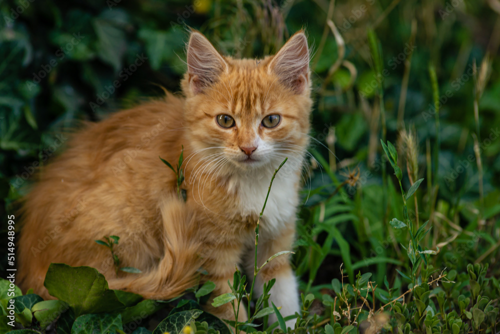 red Cat with kind green, blue eyes, Little red kitten. Portrait cute red ginger kitten. happy adorable cat, Beautiful fluffy red orange cat lie in grass outdoors in garden