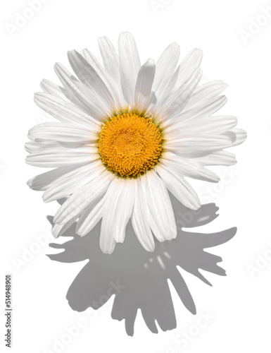 Chamomile flower isolated on a white background, with a shadow.