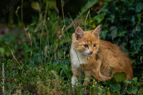 red Cat with kind green, blue eyes, Little red kitten. Portrait cute red ginger kitten. happy adorable cat, Beautiful fluffy red orange cat lie in grass outdoors in garden