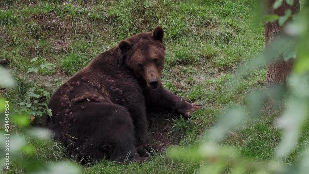 Brown bear (Ursus arctos) in the forest Brown bear (Ursus arctos) in the forest