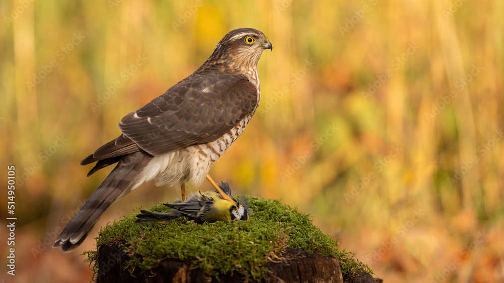 Eurasian sparrowhawk, accipiter nisus, standing on prey on green moss. Feathered predator feeding on old tribe in autumn. Strong brown bird hunting in fall environment.