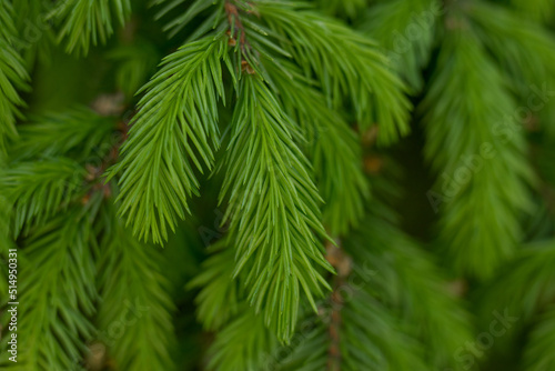 Green spruce branch as texture. © elenae333