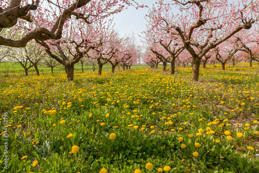 Blühende Pfirsichbäume (Prunus persica), Südpfalz Blühende Pfirsichbäume (Prunus persica), Südpfalz