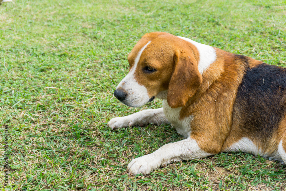 Beagle dog laying on green grass in the garden