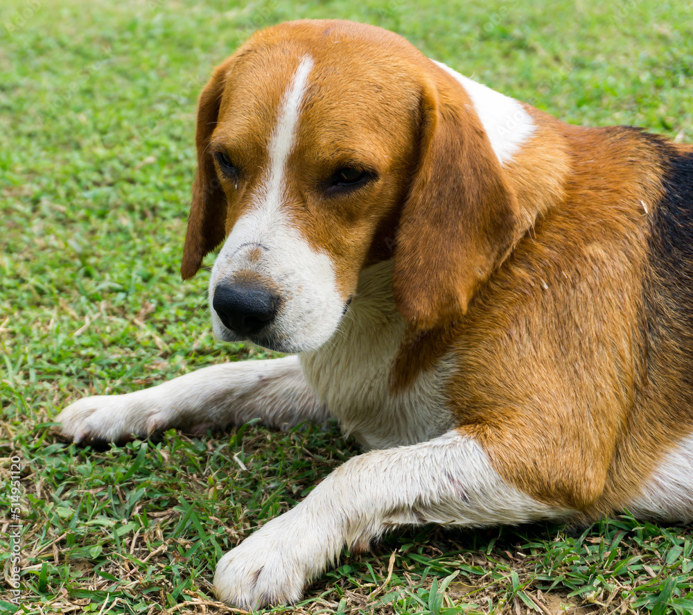 Beagle dog laying on green grass in the garden