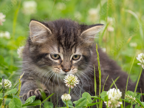 a cute little kitten in grass