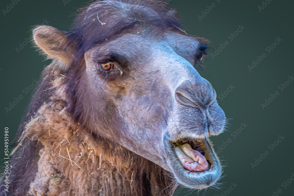 Fototapeta premium portrait of a camel with its mouth open