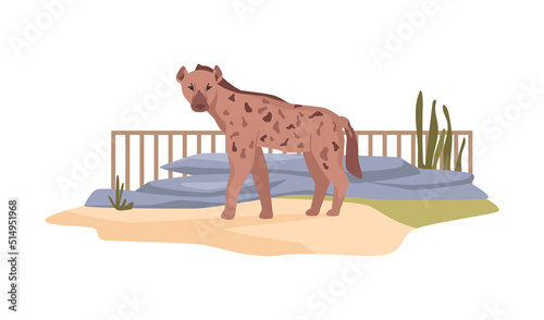 Hyena in African nature reserve for feliform carnivoran mammals. Zoo bio park or bioreserve. Wilderness and exotic nature of Africa. Menagerie or zoological garden. Flat cartoon, vector illustration photo