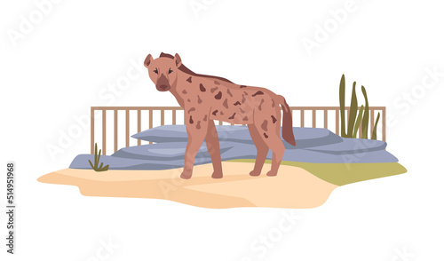 Hyena in African nature reserve for feliform carnivoran mammals. Zoo bio park or bioreserve. Wilderness and exotic nature of Africa. Menagerie or zoological garden. Flat cartoon, vector illustration